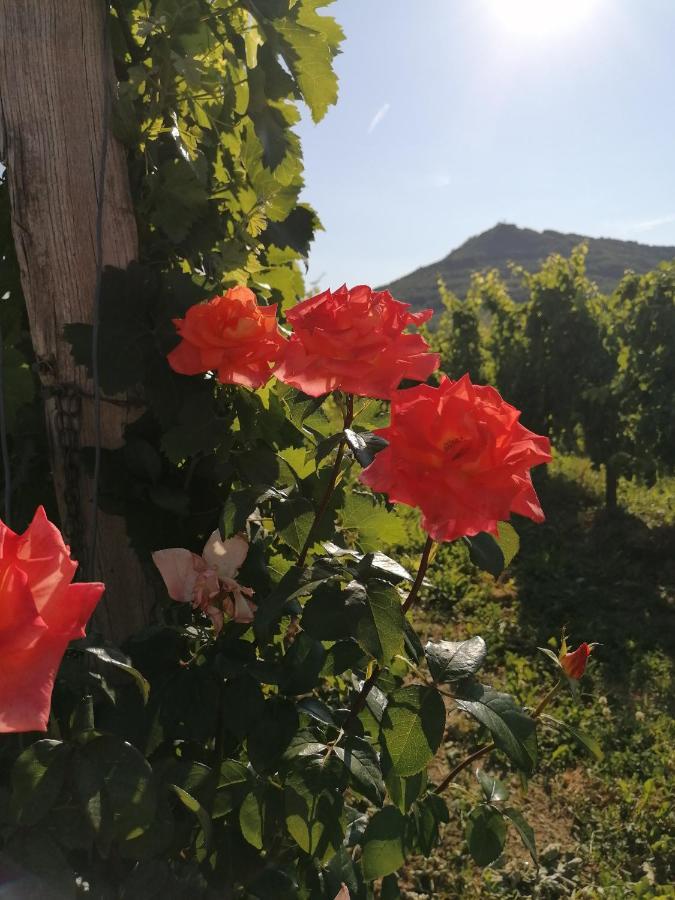 Posestvo Rouna - Winery And Apartments فيبافا المظهر الخارجي الصورة
